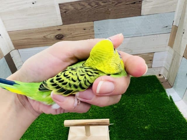 セキセイインコ