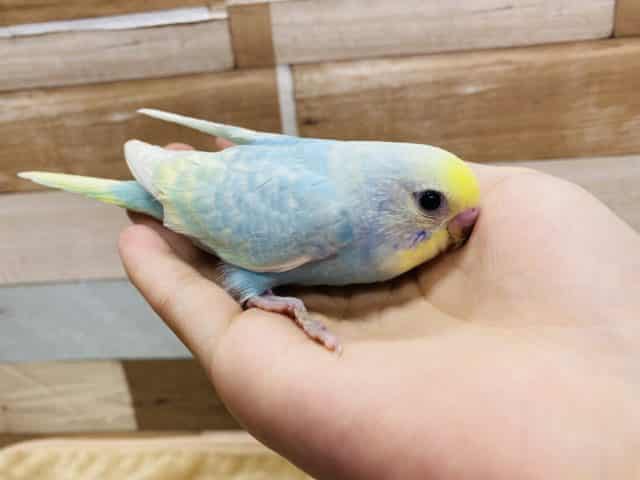 手にぴとっとくっついてしまう恥ずかしがり屋さんのセキセイインコパステルレインボー♪ セキセイインコ