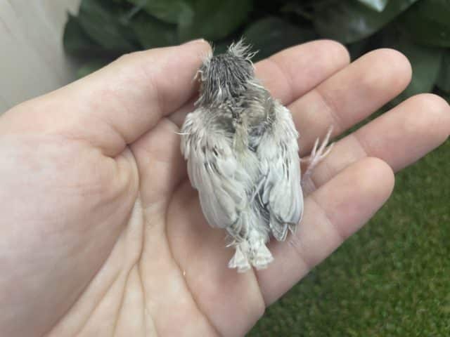 錦花鳥（キンカチョウ）