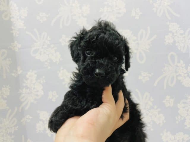 トイプードル