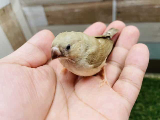 錦花鳥（キンカチョウ）