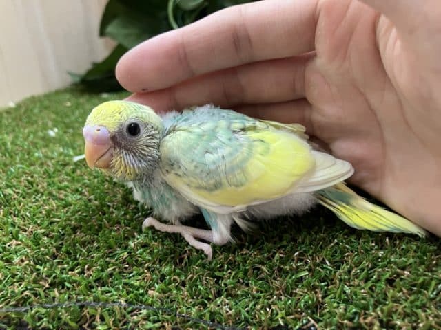 セキセイインコ