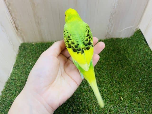 セキセイインコ