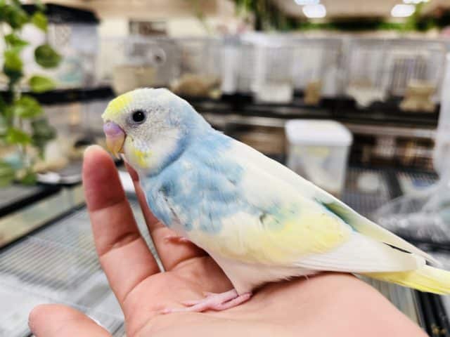 セキセイインコ