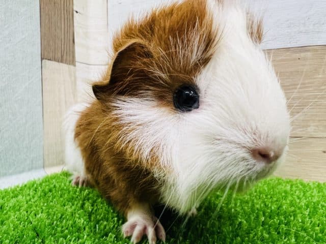 アビシニアンモルモット