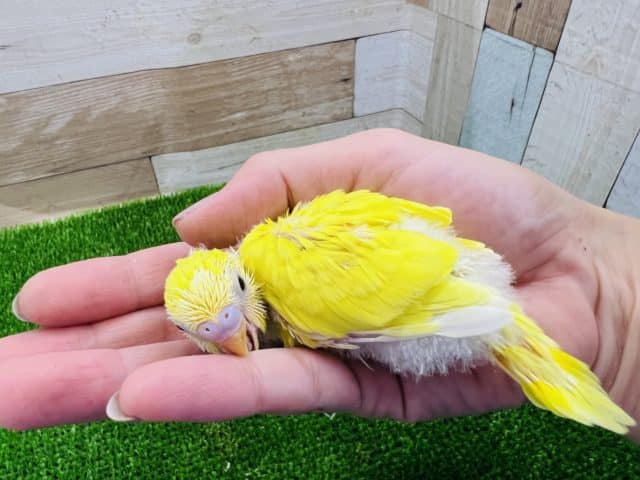 セキセイインコ