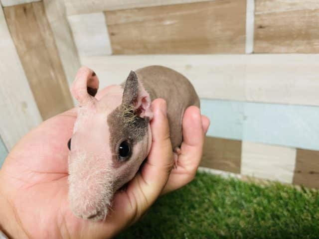 スキニーギニアピッグ