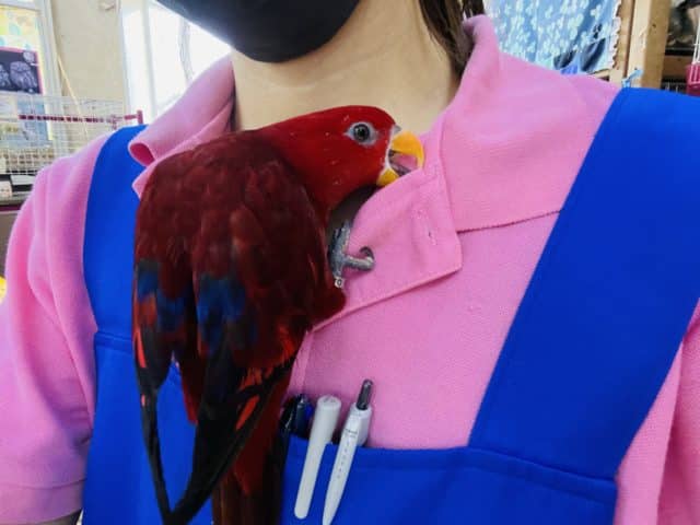 ヒインコ