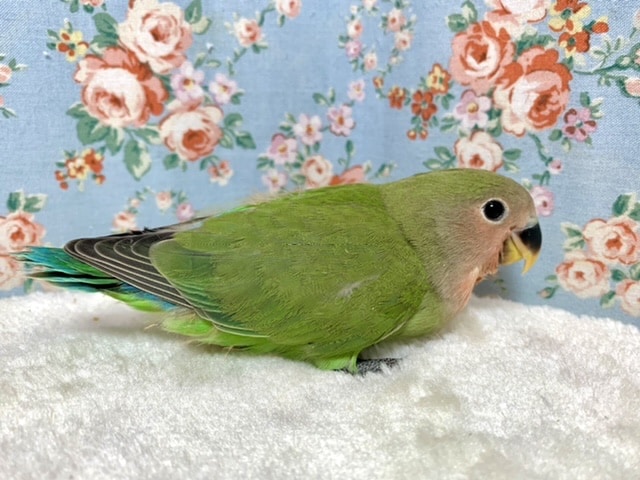 コザクラインコ（小桜インコ）