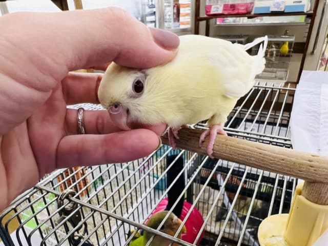 サザナミインコ