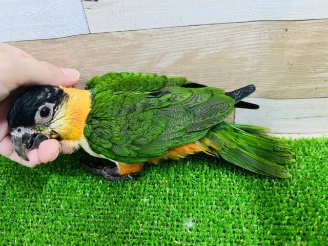 ズグロシロハラインコ