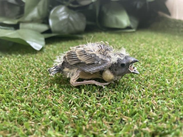 錦花鳥（キンカチョウ）