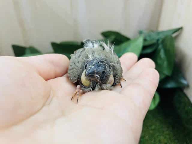 錦花鳥（キンカチョウ）