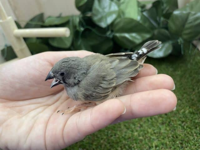 錦花鳥（キンカチョウ）