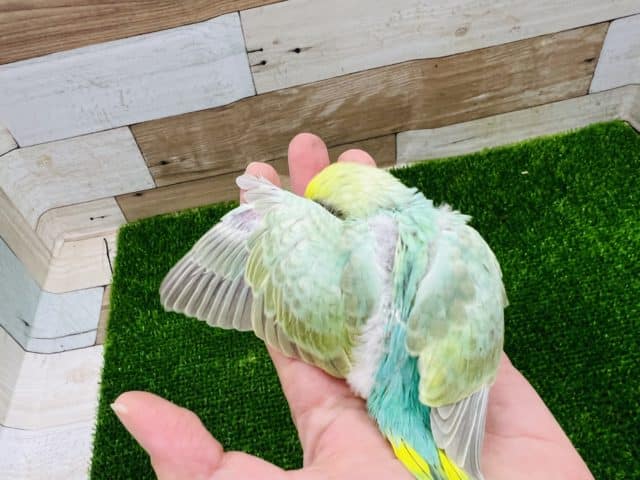 セキセイインコ