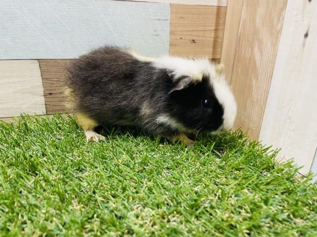 テッセルモルモット