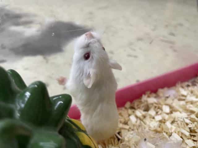 ロボロフスキーハムスター