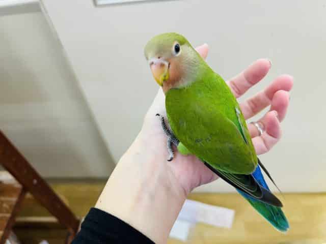 コザクラインコ（小桜インコ）