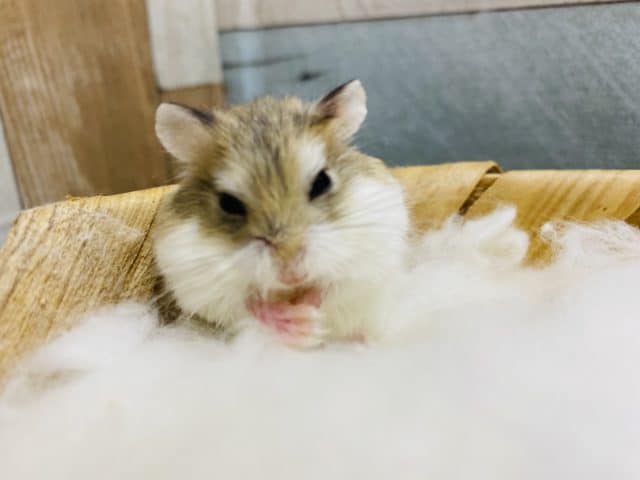  ロボロフスキーハムスター