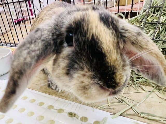 ロップイヤーラビット