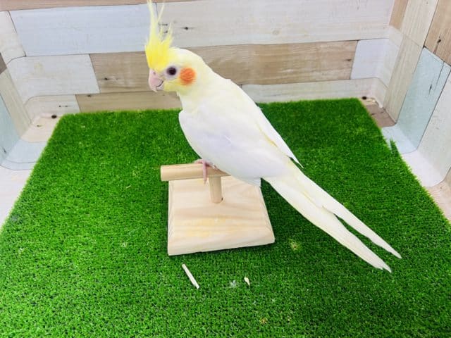 オカメインコ