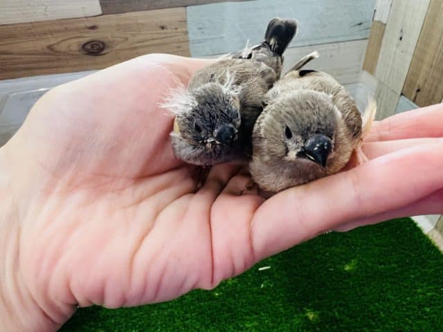 錦花鳥（キンカチョウ）