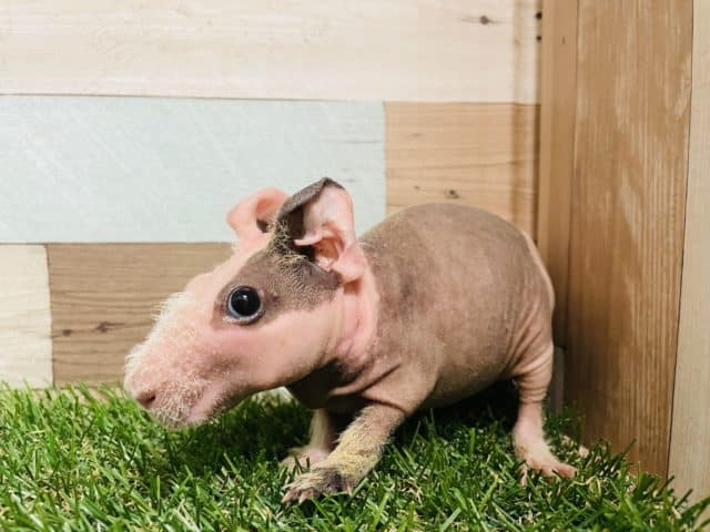 スキニーギニアピッグ