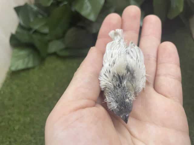 錦花鳥（キンカチョウ）