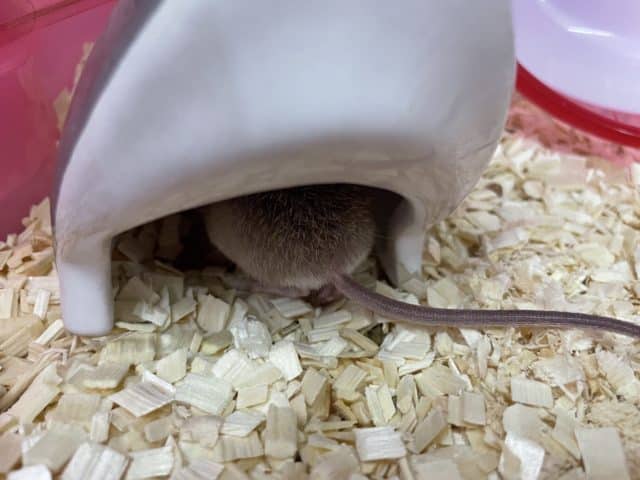 カイロトゲマウス