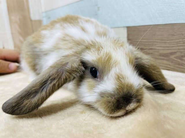 ロップイヤーラビット