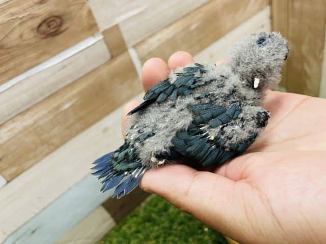 サザナミインコ