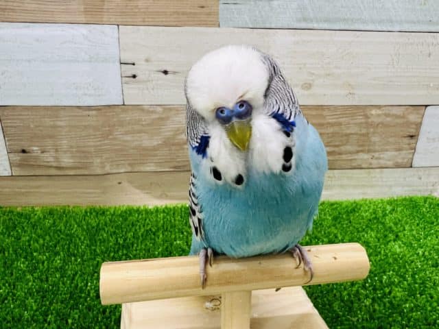 ジャンボセキセイインコ
