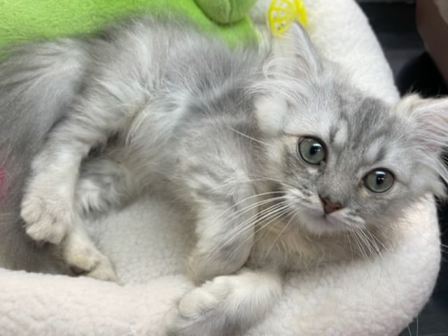 スコティッシュフォールド