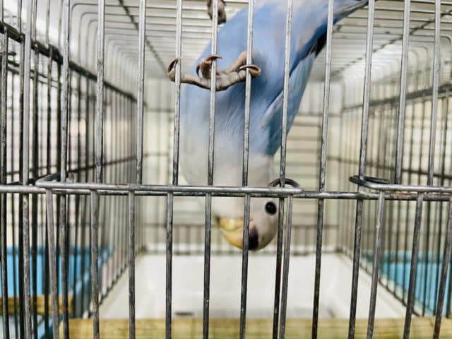 コザクラインコ（小桜インコ）