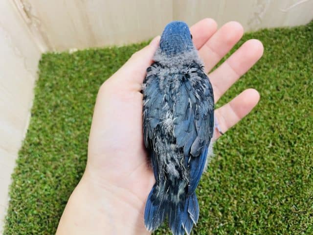サザナミインコ