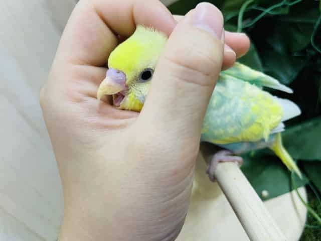 セキセイインコ