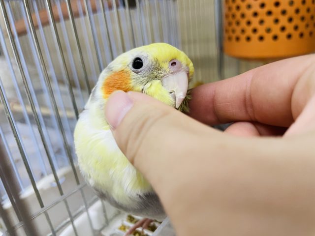 オカメインコ