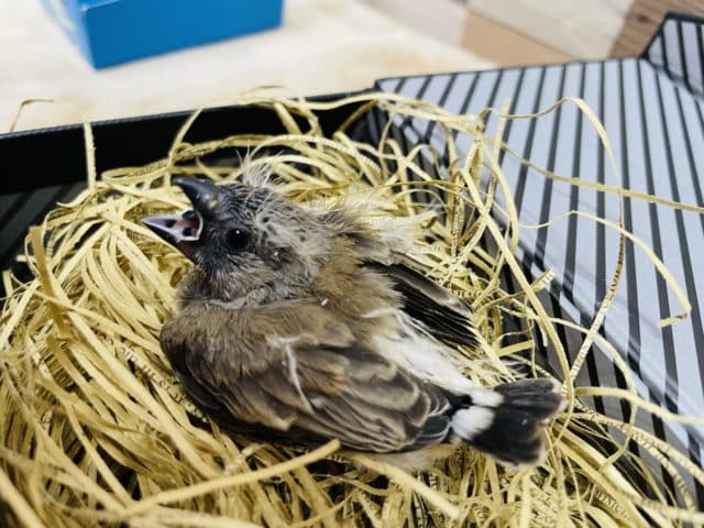 錦花鳥（キンカチョウ）