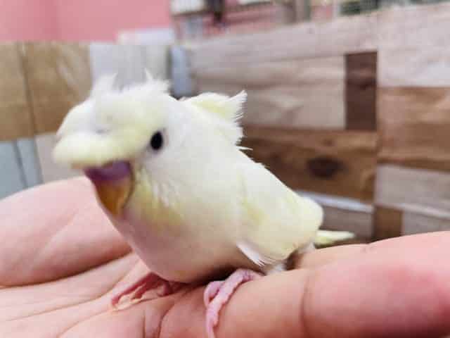 羽衣セキセイインコ