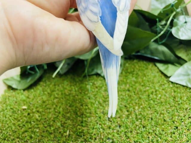 羽衣セキセイインコ