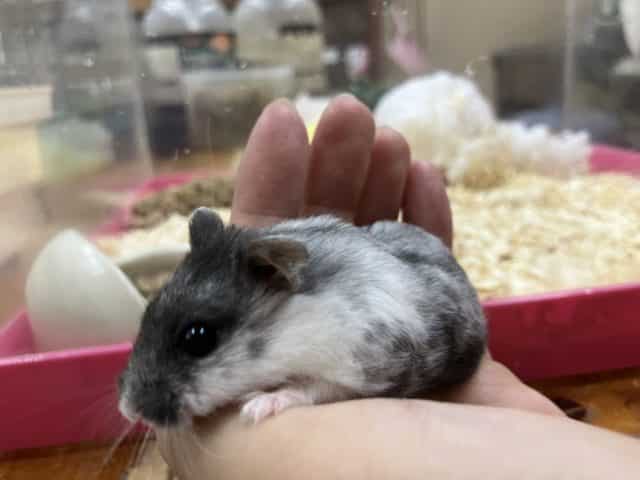 マーブルハムスター