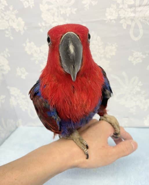 オオハナインコ