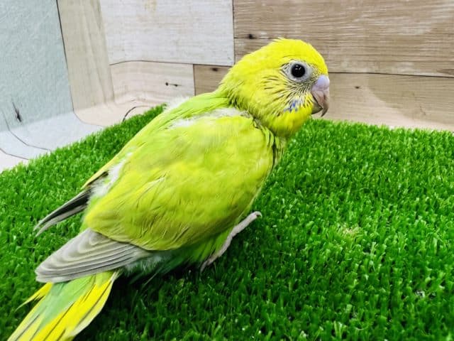 セキセイインコ