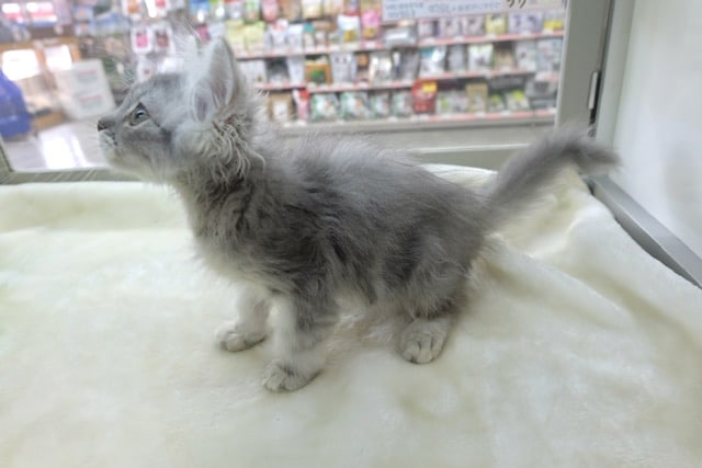 スコティッシュフォールド