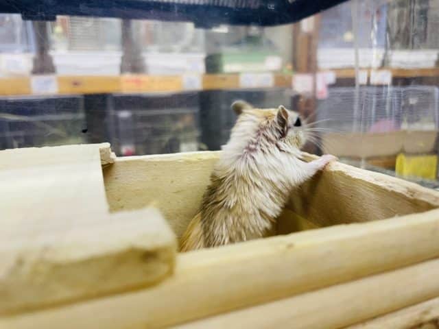 カラージャービル（スナネズミ）