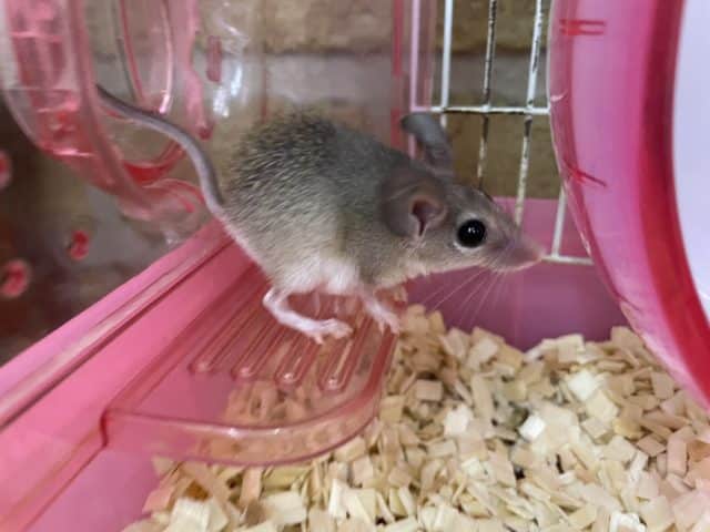 カイロトゲマウス