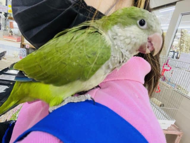 最新画像&動画更新☆あまあま💛オキナインコ(グリーン) 2022年8月生まれ オキナインコ