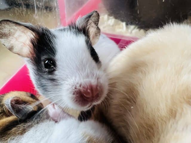 ゴールデンハムスター