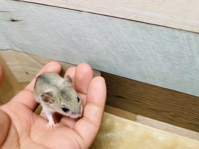 チャイニーズハムスター