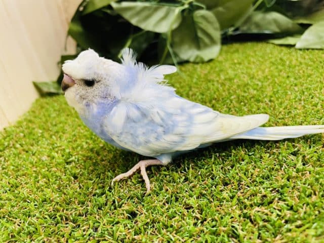 羽衣セキセイインコ